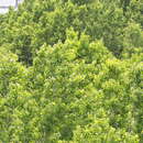Sivun Populus mexicana Wesmael kuva