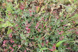 Image de Indigofera incana Thunb.