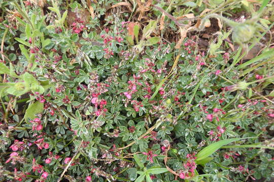 Image of Indigofera incana Thunb.