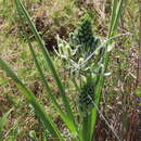 Image of Albuca longifolia Baker