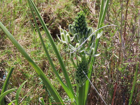 Image de Albuca longifolia Baker