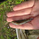 Image of <i>Etheostoma starnesi</i>