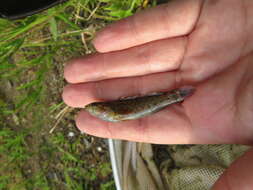 Image of <i>Etheostoma starnesi</i>