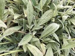 Image of Kaweah River phacelia