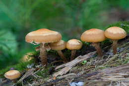 Imagem de Kuehneromyces mutabilis (Schaeff.) Singer & A. H. Sm. 1946