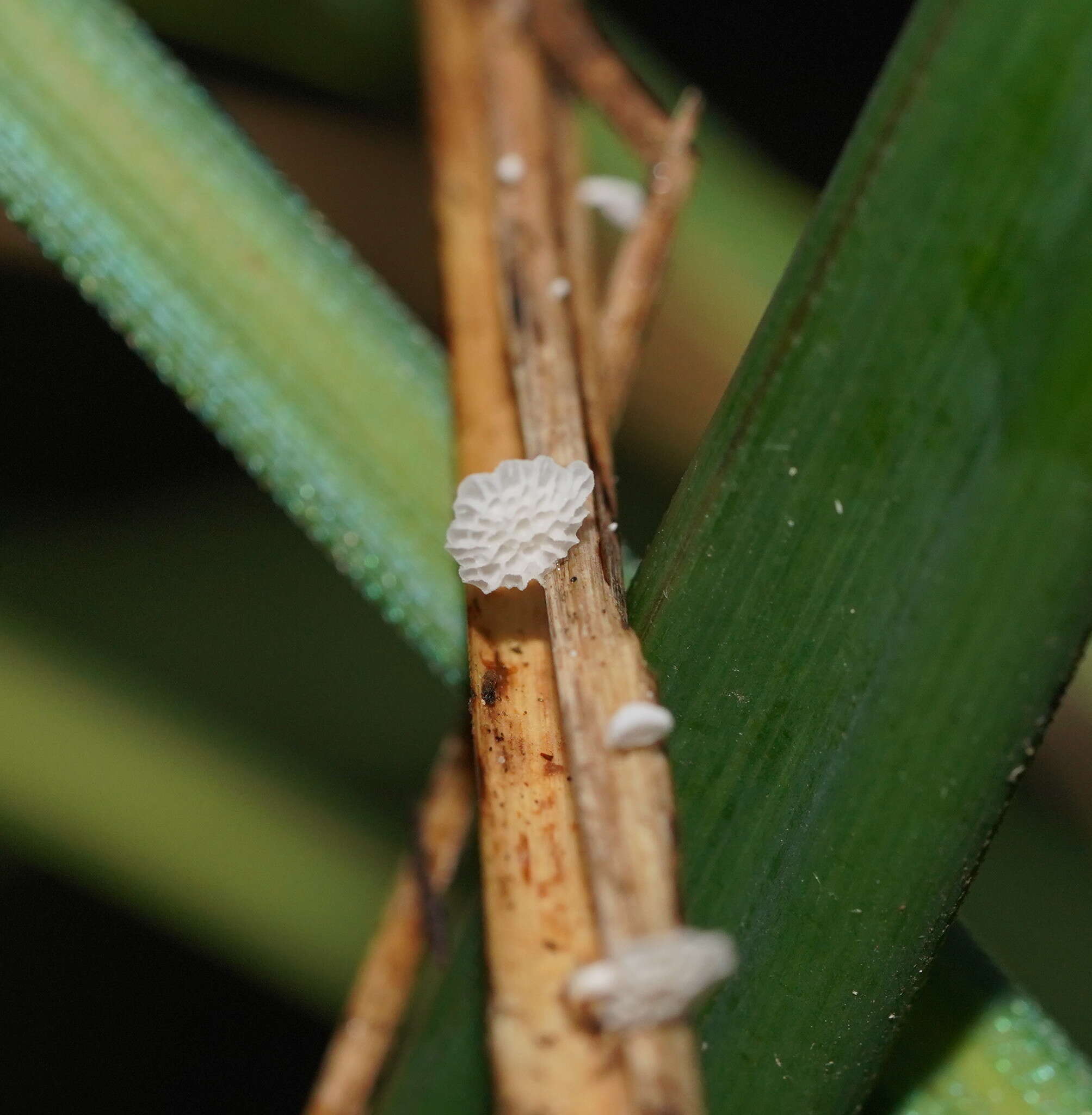 Image of Panellus minimus (Jungh.) P. R. Johnst. & Moncalvo 2006