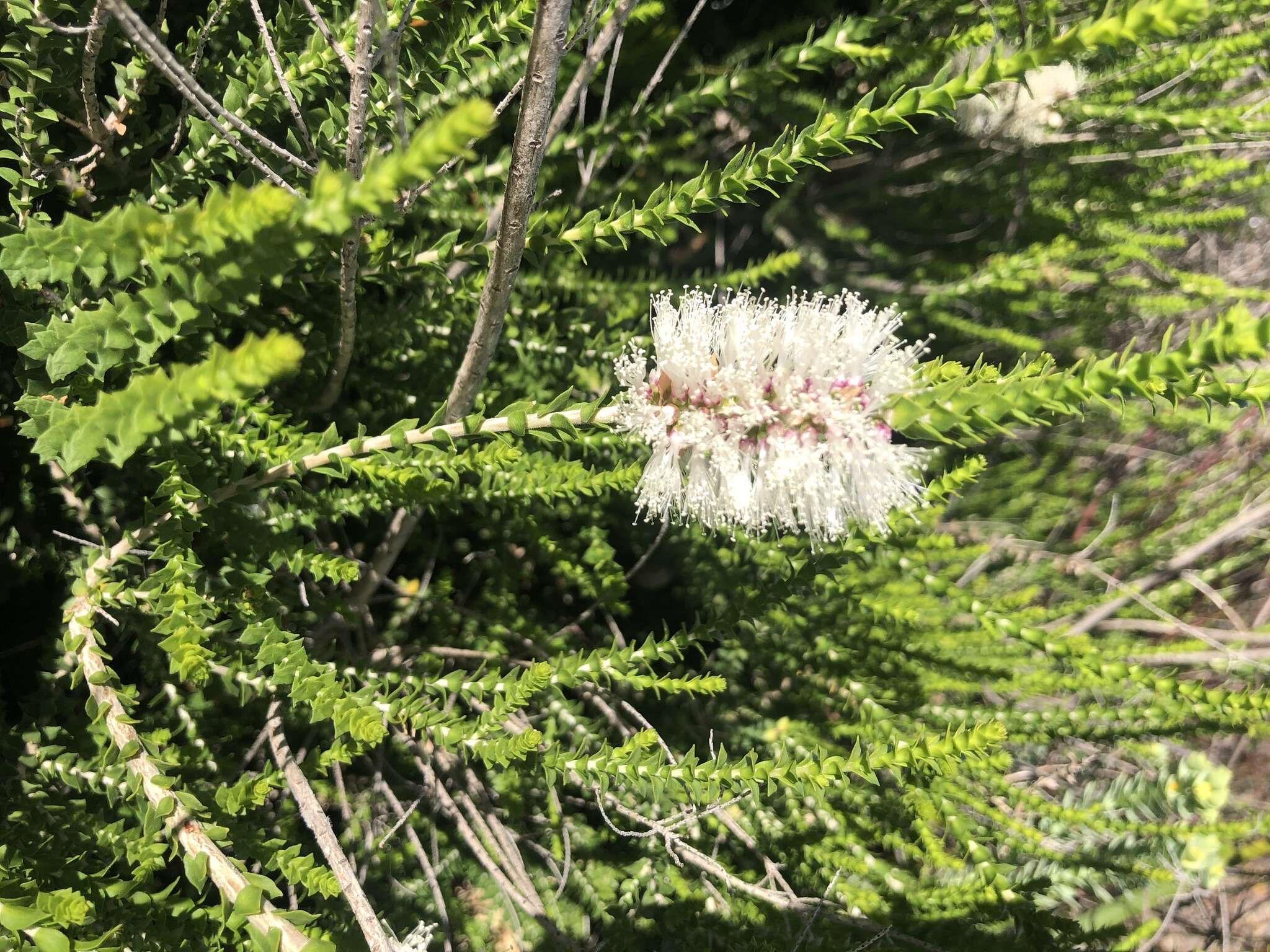 Sivun Melaleuca huegelii Endl. kuva