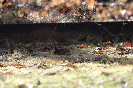 Image of Townsend’s Chipmunk