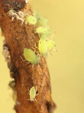 Image of St John's Wort Aphid