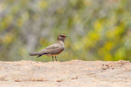 Image of Madagascan Pratincole