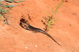 Image de Trachylepis sparsa (Mertens 1954)