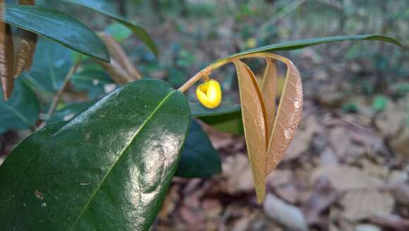 Imagem de Polyalthia debilis (Pierre) Finet & Gagnep.