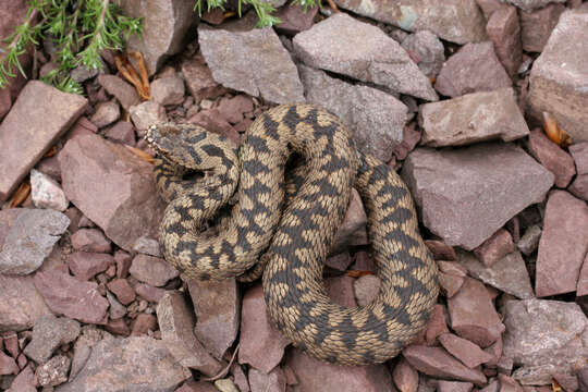 Image of Vipera berus bosniensis Boettger 1889