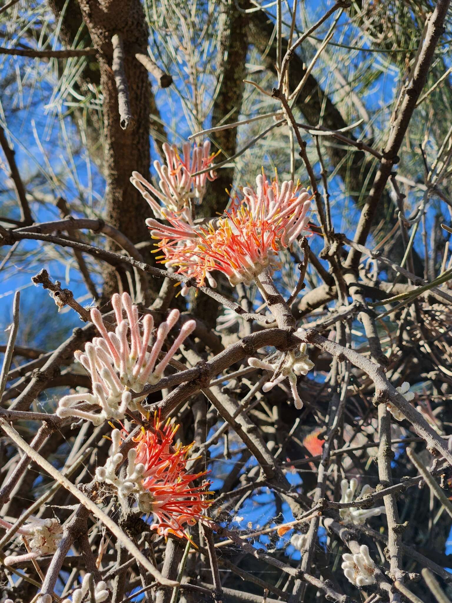 Amyema linophylla (Fenzl) Tieghem的圖片