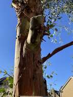 Image of cider gum