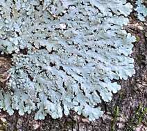 Image of shield lichen