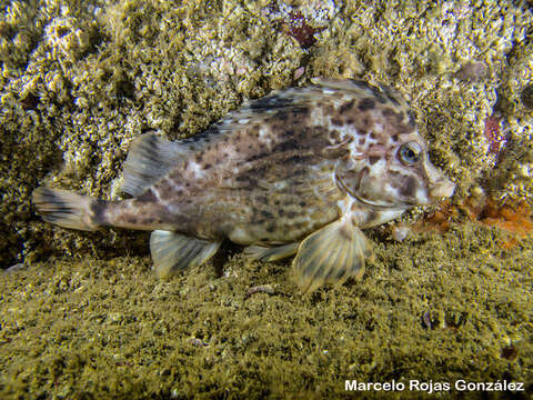 Image of Horsefish