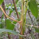 Image of Dioscorea seriflora Jum. & H. Perrier