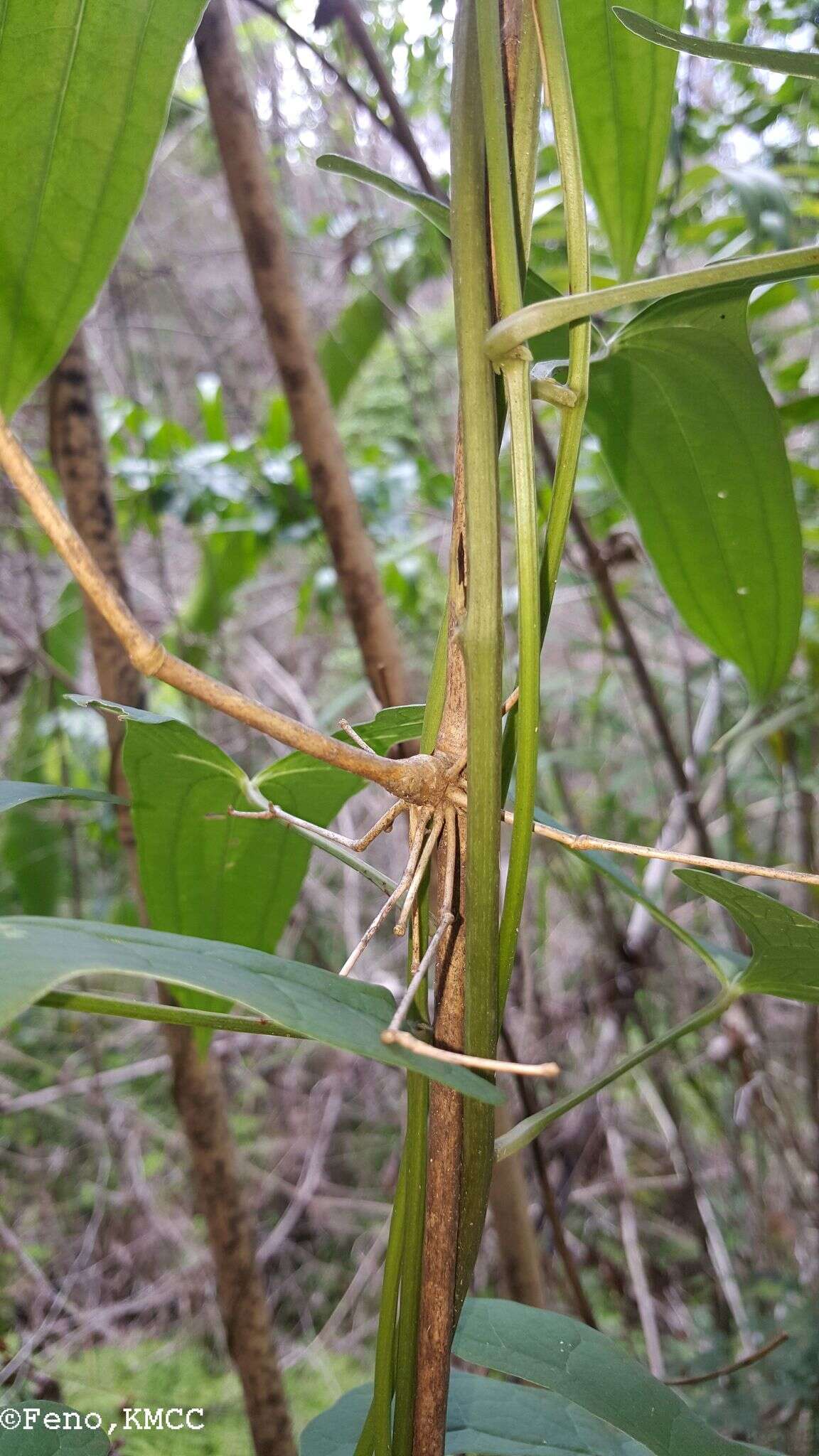 Image of Dioscorea seriflora Jum. & H. Perrier