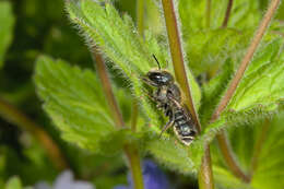 Image of Mason bee