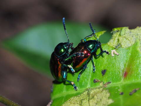 Image of <i>Platycorynus sauteri</i>