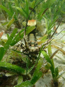 Image of Ornate Spiny Lobster