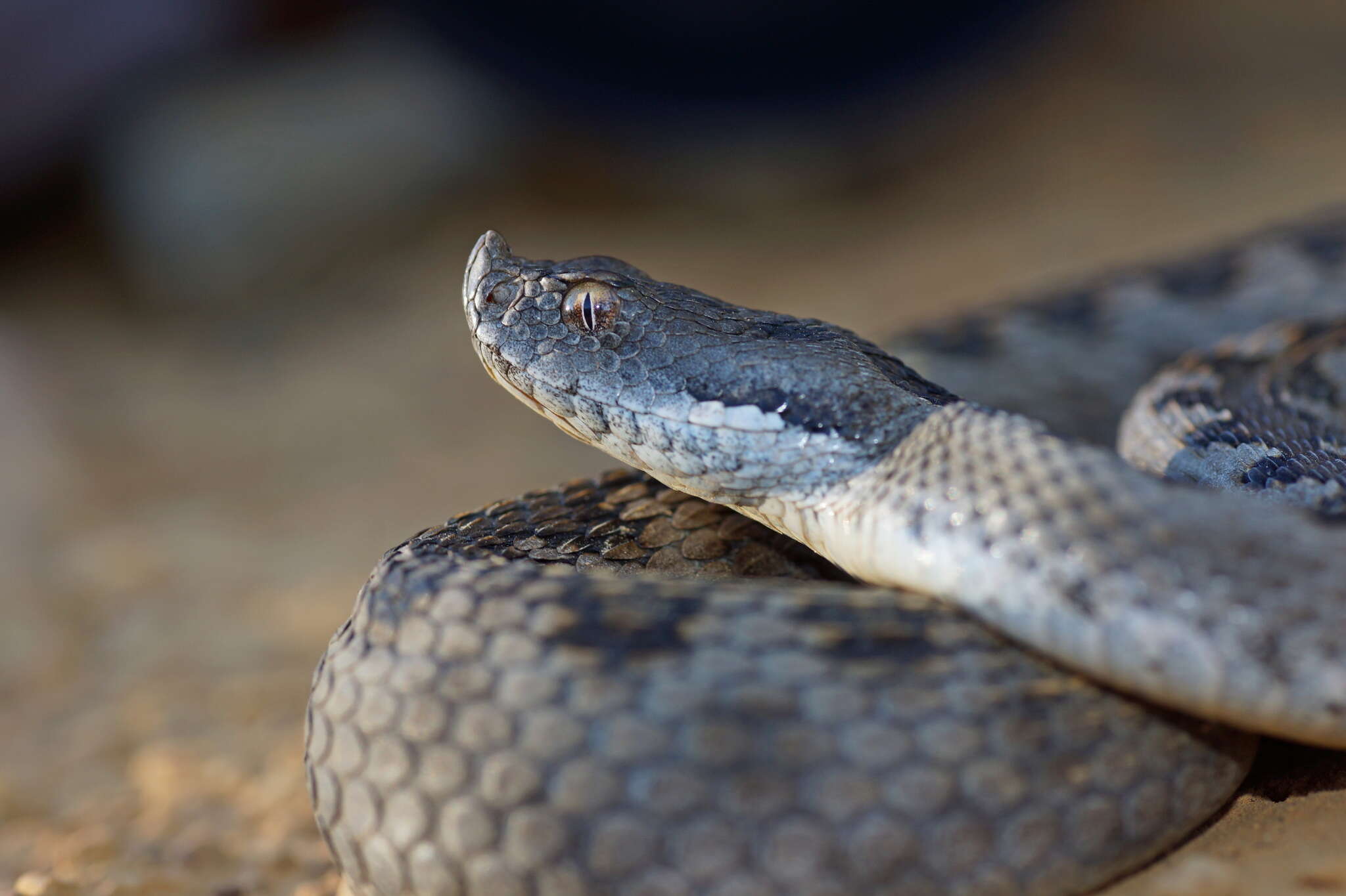 صورة Vipera latastei Bosca 1878