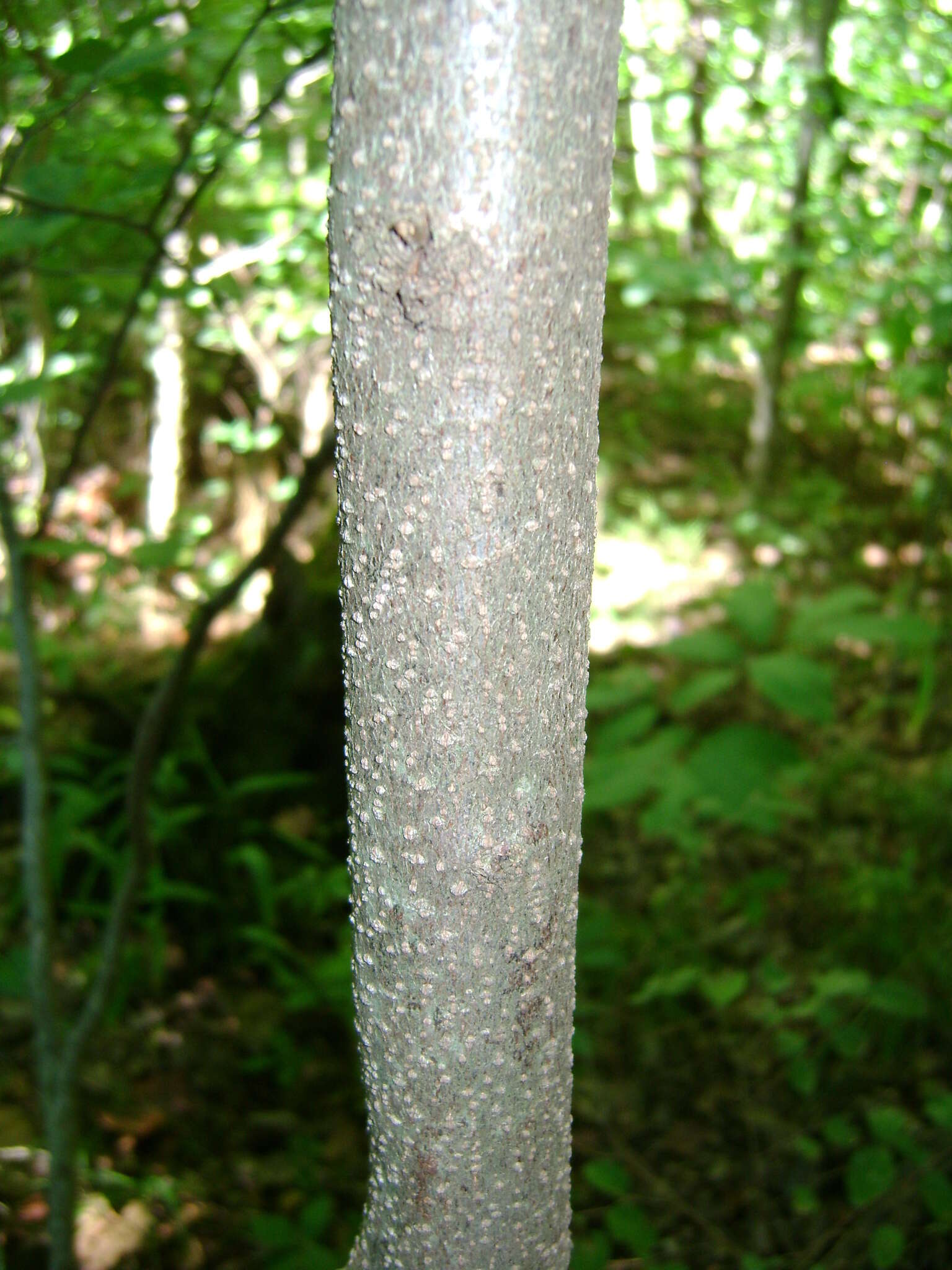 Image of northern spicebush