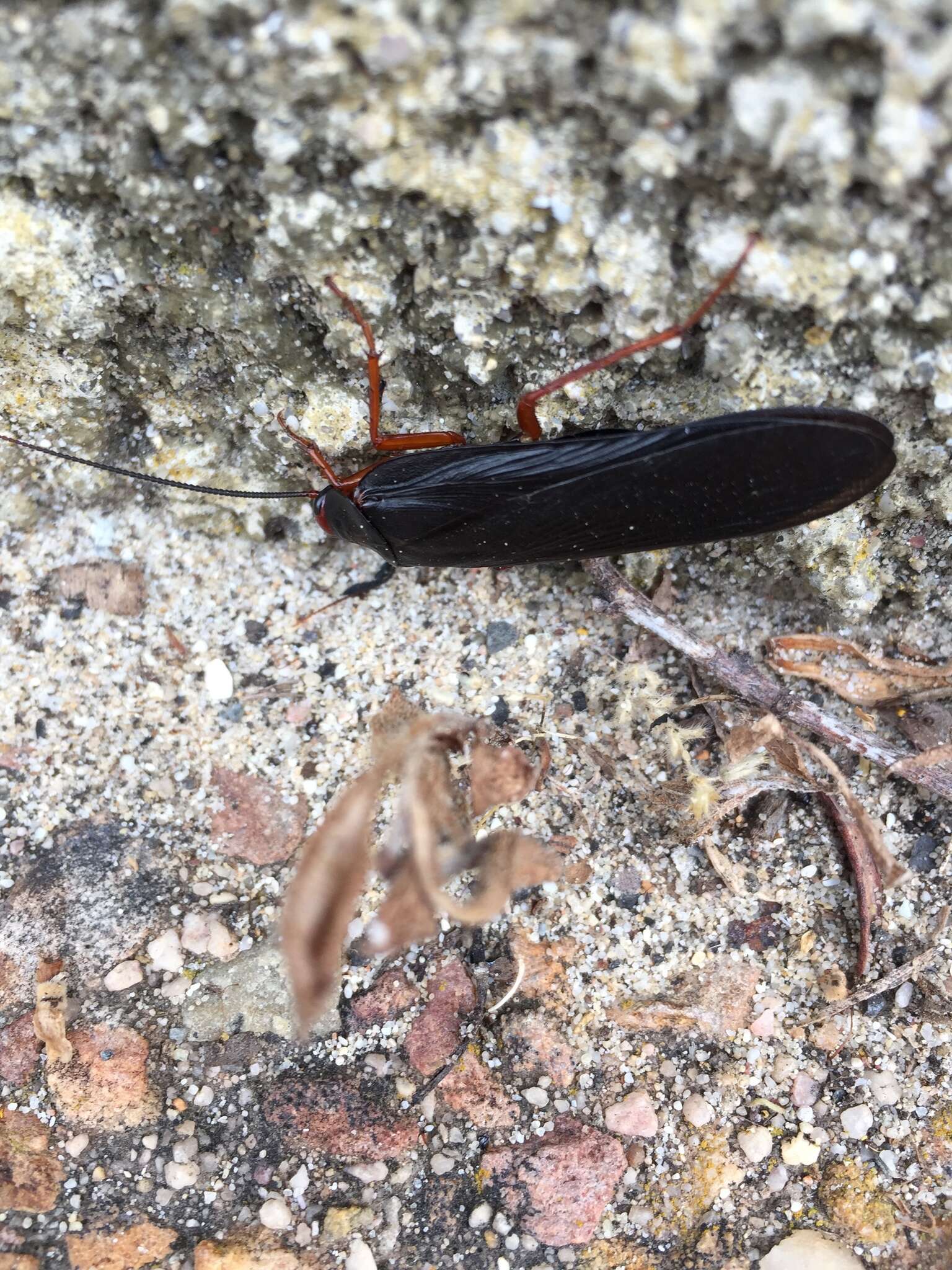 Image of Deropeltis erythrocephala (Fabricius 1781)