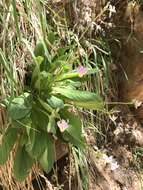 Imagem de Dodecatheon pulchellum var. zionense (Eastw.) S. L. Welsh