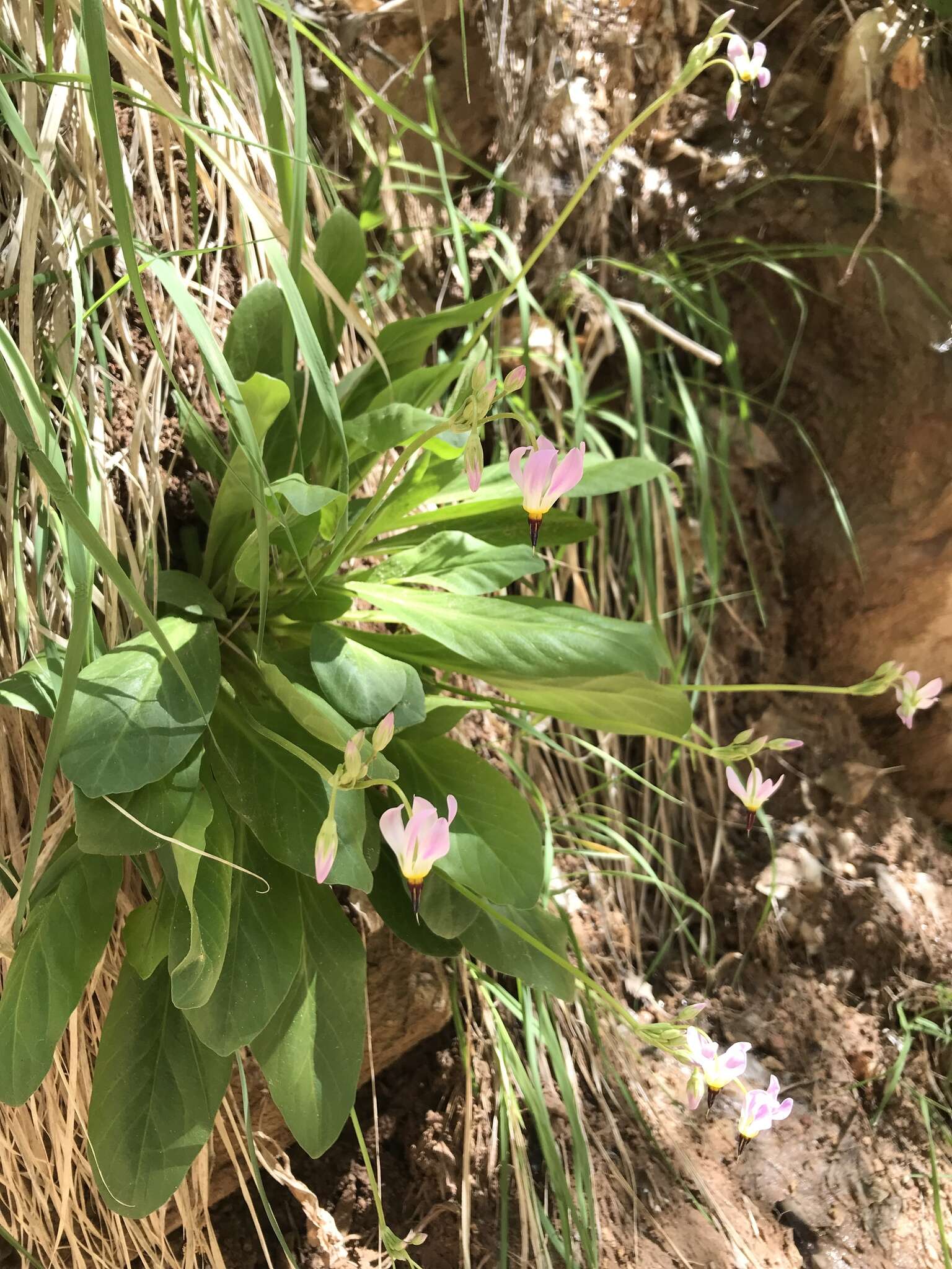 Plancia ëd Dodecatheon pulchellum var. zionense (Eastw.) S. L. Welsh