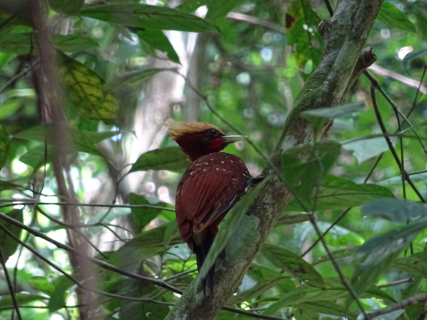 Image of Chestnut Woodpecker