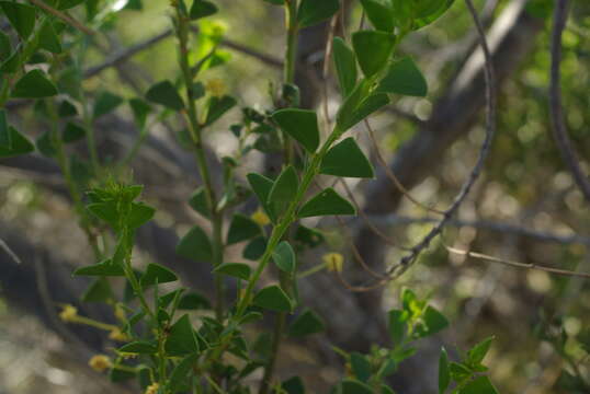 Image of Acacia truncata (Burm. fil.)