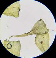 Слика од <i>Campylium protensum</i>