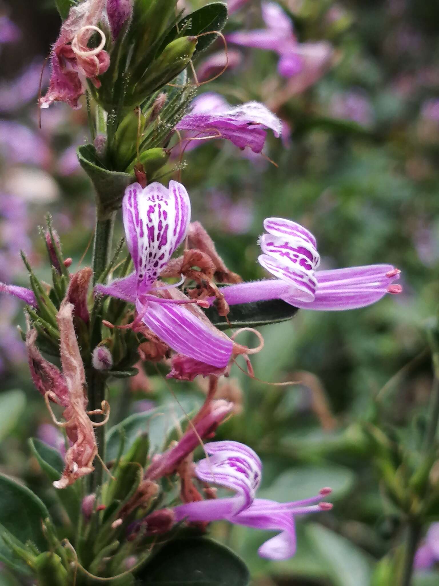 Image of Hypoestes aristata var. aristata