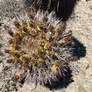 Image of Ferocactus gracilis subsp. gatesii (G. E. Linds.) N. P. Taylor