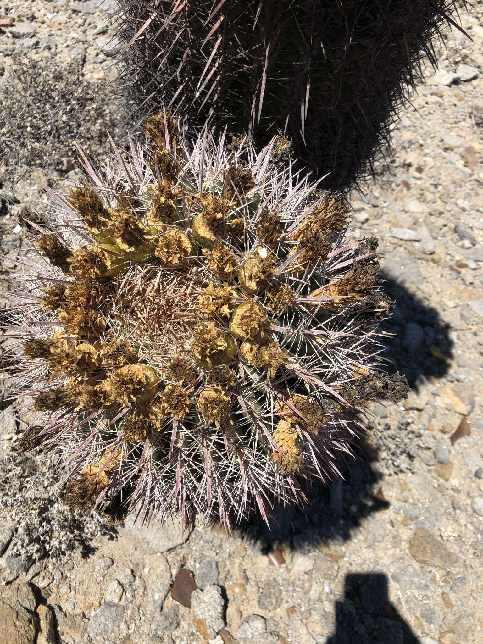 Image of Ferocactus gracilis subsp. gatesii (G. E. Linds.) N. P. Taylor