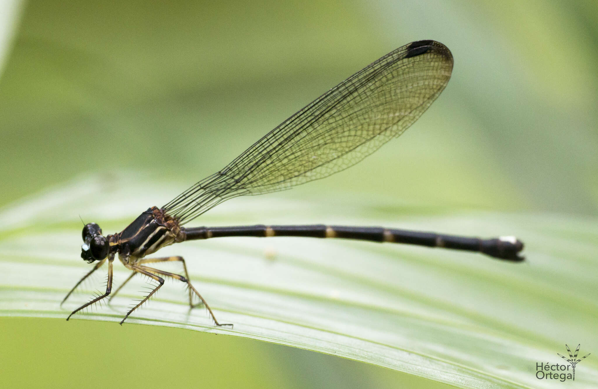 Image of Clearwing Cascade Damsel