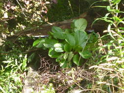 Image of Bergenia Moench