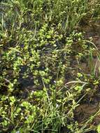 Image of Lindernia rotundifolia (L.) Alston