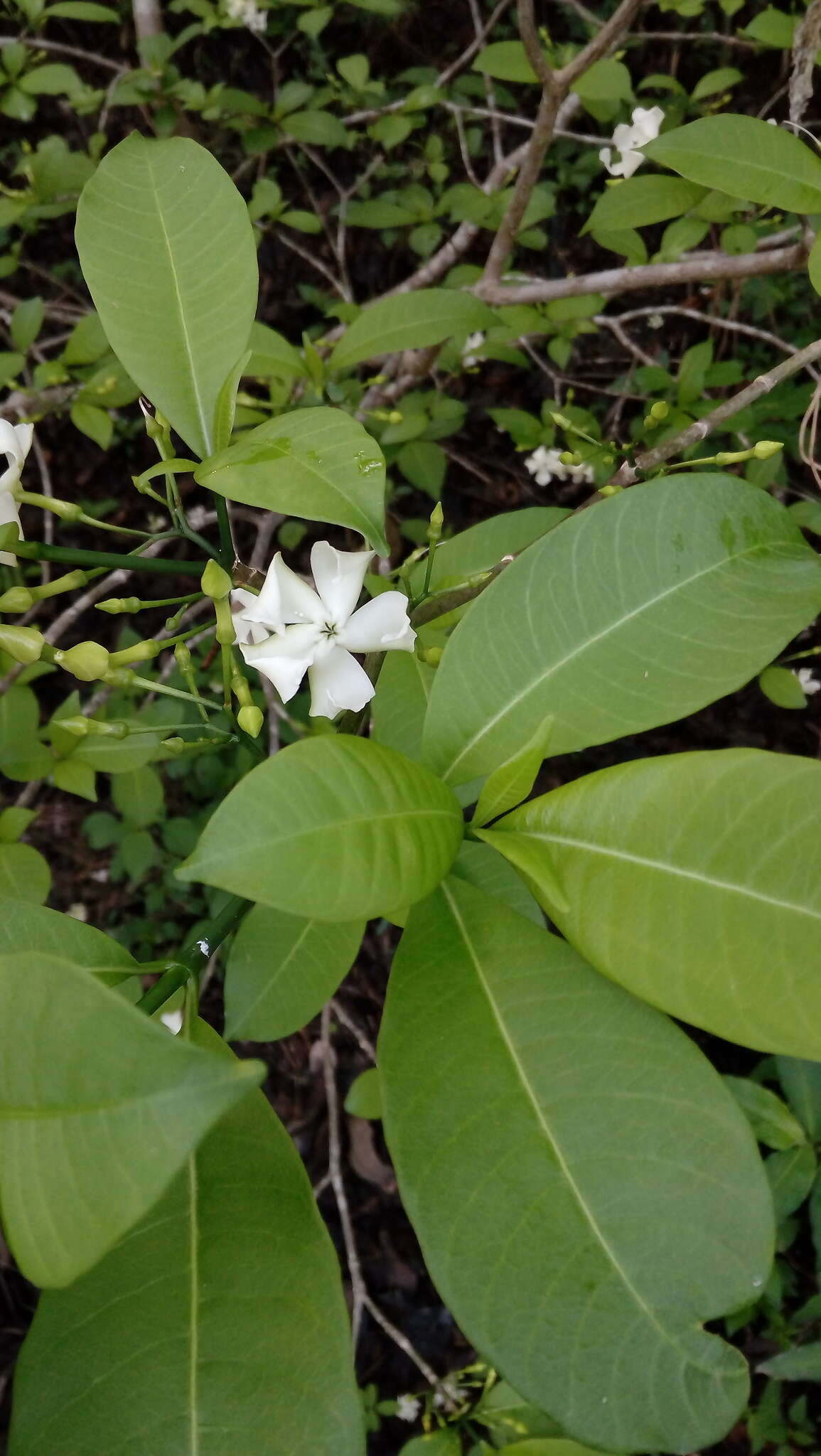 Plancia ëd Tabernaemontana amygdalifolia Jacq.