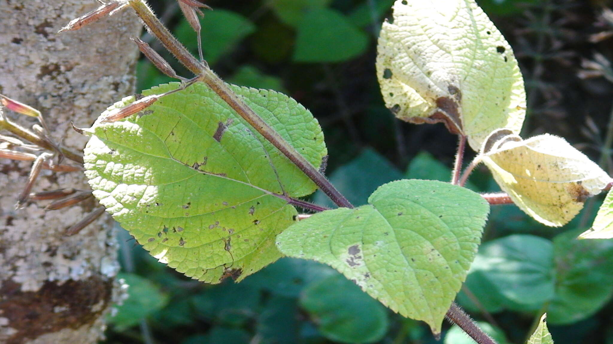 Image of Mexican sage