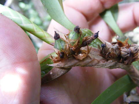 Plancia ëd Maxillaria parviflora (Poepp. & Endl.) Garay