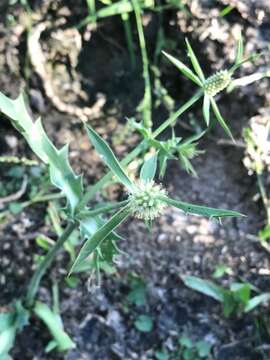 Image of Eryngium coronatum Hook. & Arn.