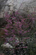 Image of Lovely Boronia