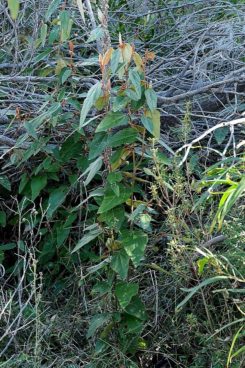 Imagem de Lasiopetalum macrophyllum R. Grah.