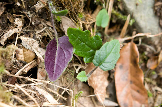 Image of Senecio tarokoensis C. I. Peng