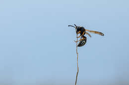 Sivun Tropidodynerus interruptus (Brulle 1832) kuva