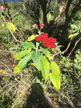 Image of Red bitter apple