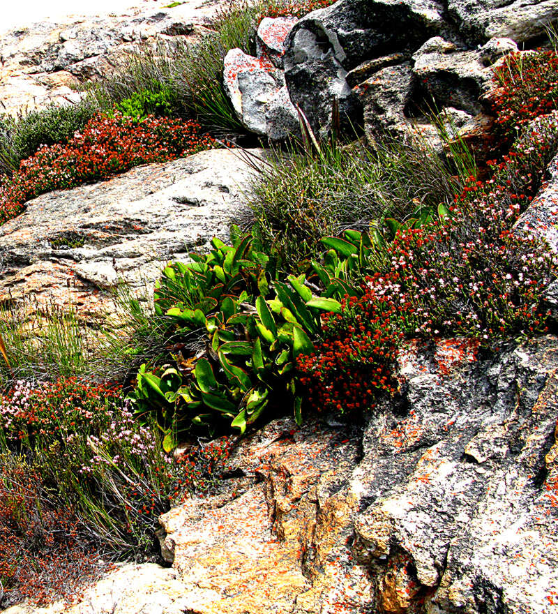 Plancia ëd Protea pruinosa J. P. Rourke